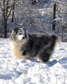 Dog playing in the snow