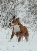 Dog playing in the snow