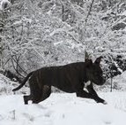 Dog playing in the snow