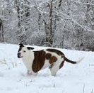 Dog playing in the snow