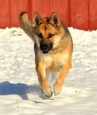 Dog playing in the snow