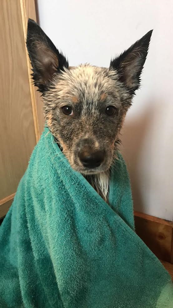 Bath time for Storm!